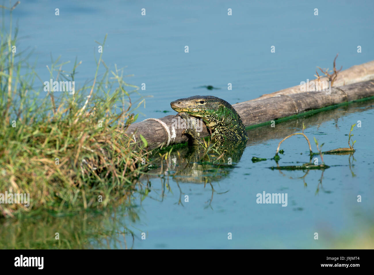 Wasser-Monitor (Varanus Salvator), Thailand Stockfoto