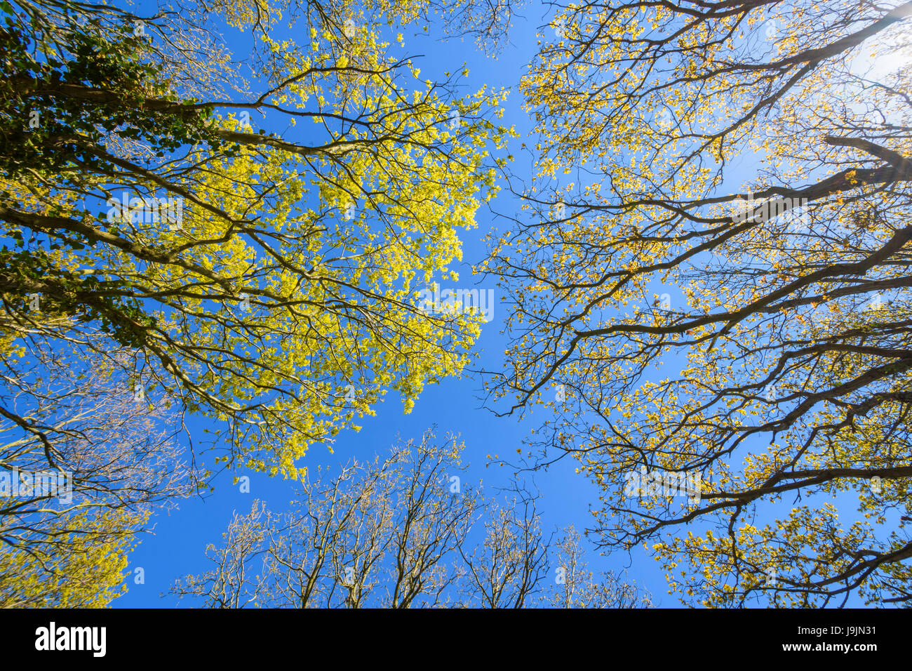 Mapel Bäume mit Ive im zeitigen Frühjahr, Ruigenhoek, Südholland, Niederlande Stockfoto