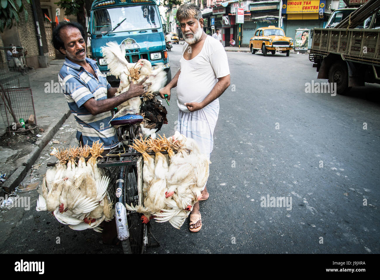 Zwei Männer kämpfen mit lebenden Hühnern aus dem Geflügelmarkt. Händler in Broiler Hühner eine Nahrungsquelle für viele. Düstere Reportage Bild von Indien leben Stockfoto