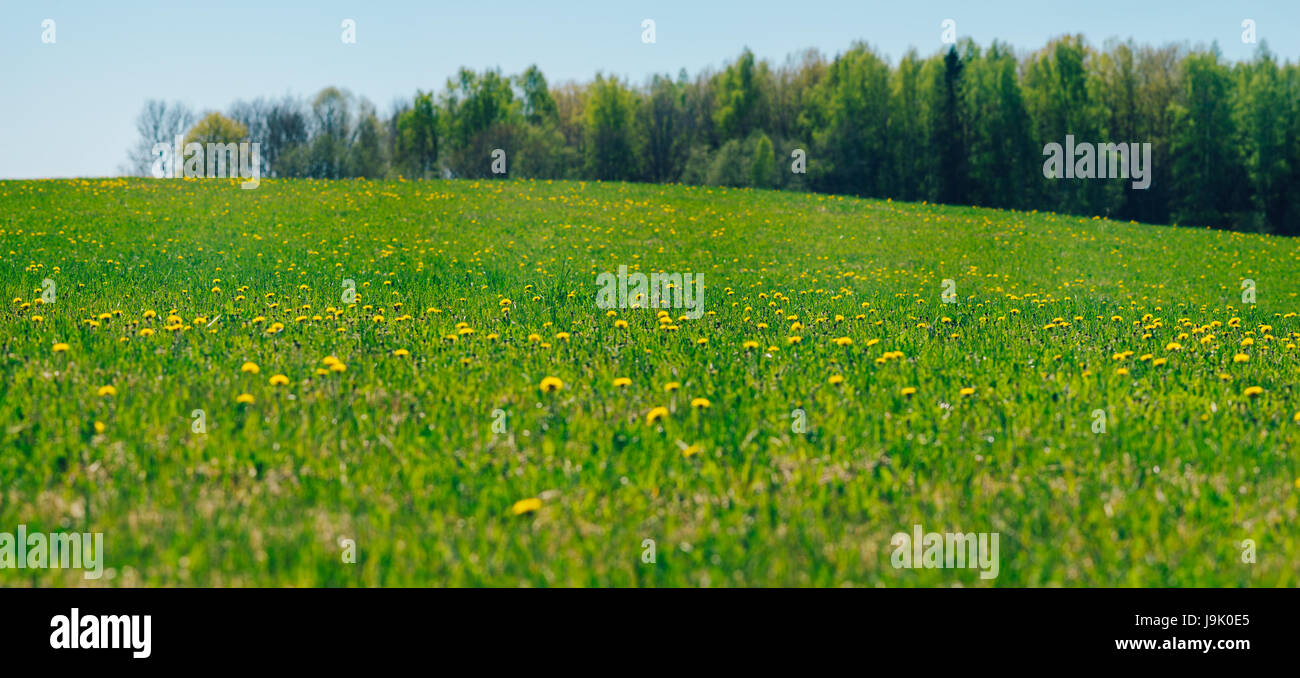 Frühling-Feld mit Löwenzahn Blumen auf sonnigen Tag. Tiefenschärfe, geringe Schärfentiefe Stockfoto