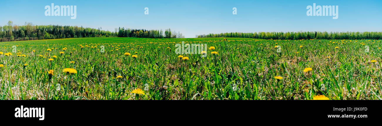 Panorama von üppigen Frühjahr Feld mit Löwenzahn Blumen auf sonnigen Tag. Frühling-Hintergrund Stockfoto