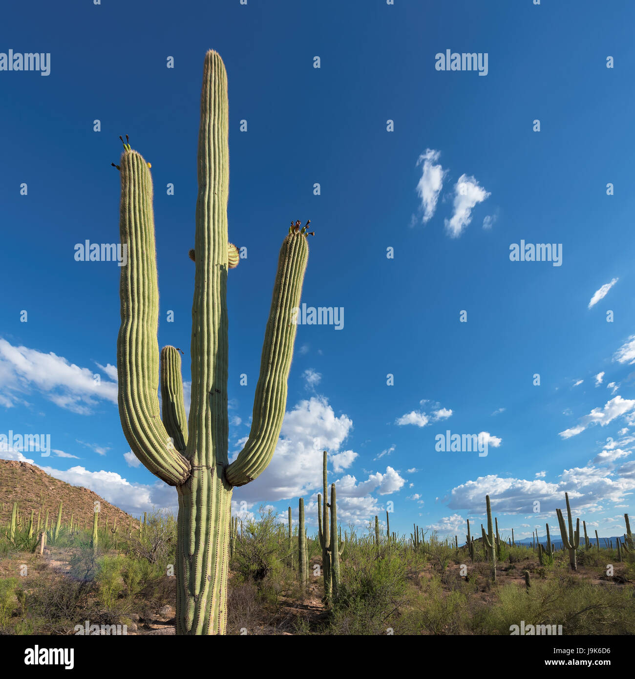 Saguaro-Kaktus in der Sonora-Wüste bei Sonnenuntergang, Arizona. Stockfoto