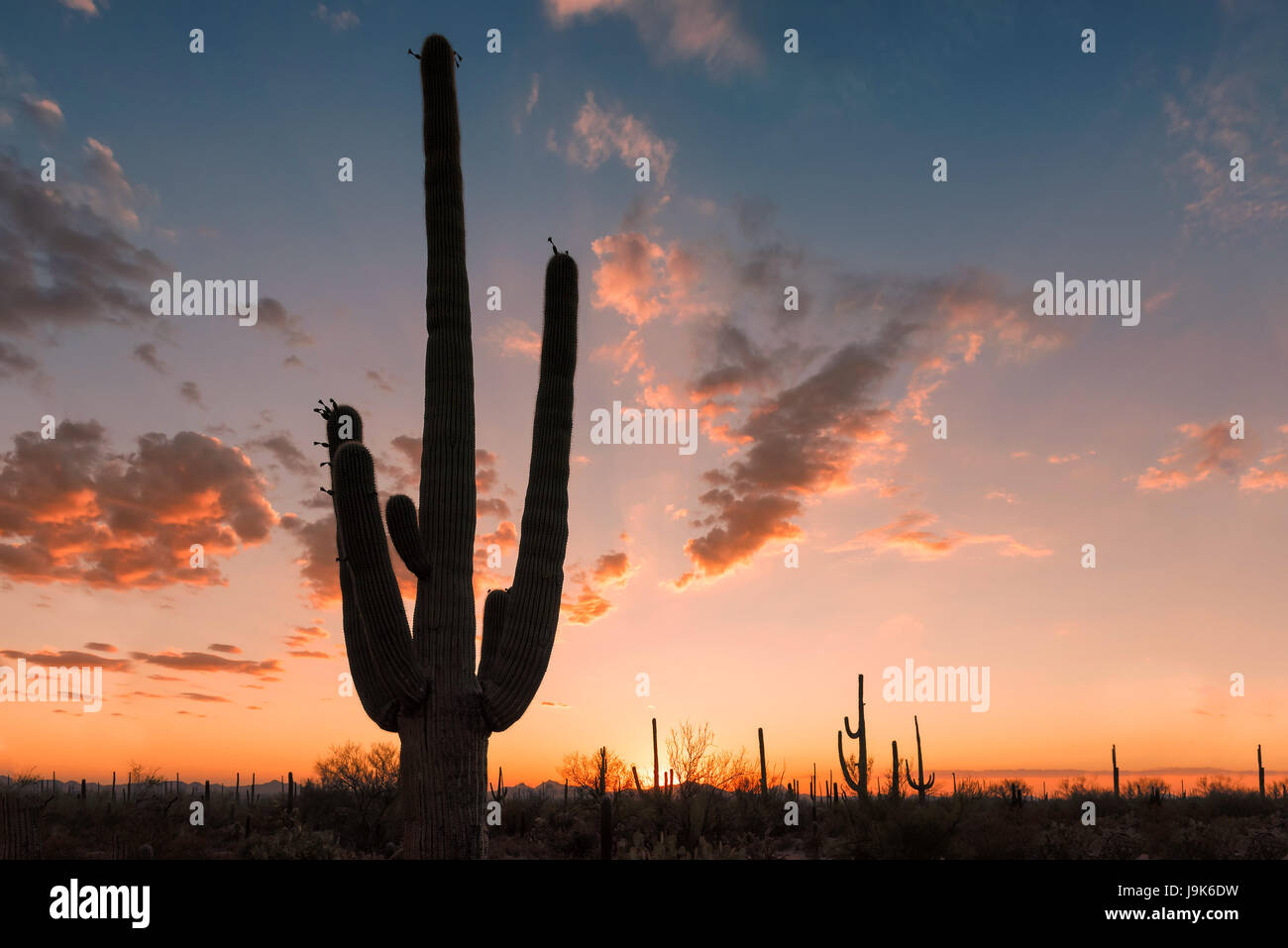 Saguaro-Kaktus in der Sonora-Wüste, Arizona. Stockfoto