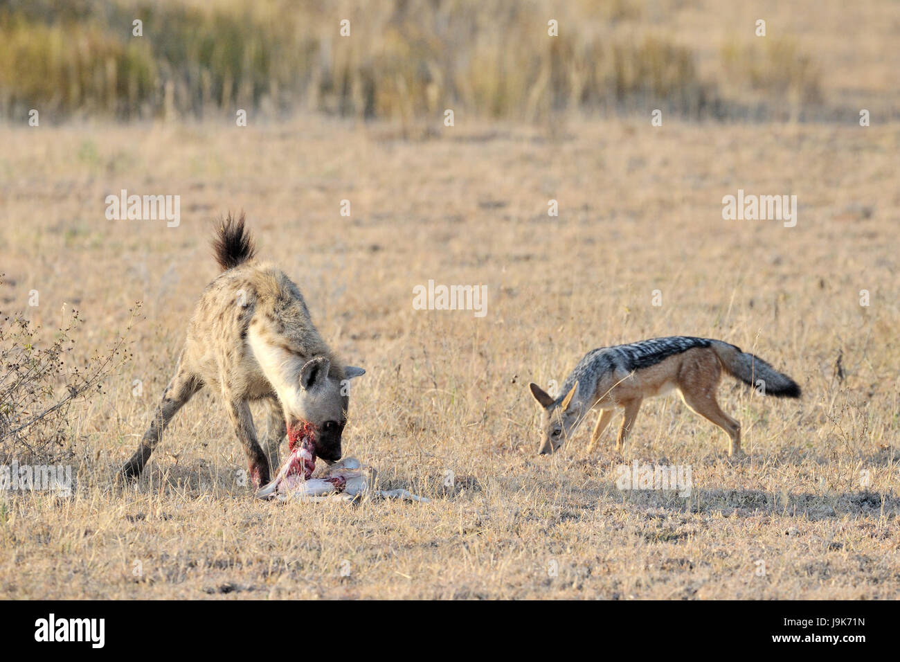 Gefleckte Hyänen (Crocuta Crocuta) und Jackal (Canis Mesomelas) kämpft für Thomson es Gazelle, Serengeti Nationalpark, Tansania. Stockfoto