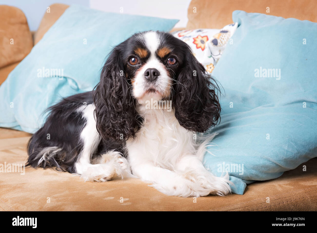 niedlichen Hund ruht auf dem sofa Stockfoto