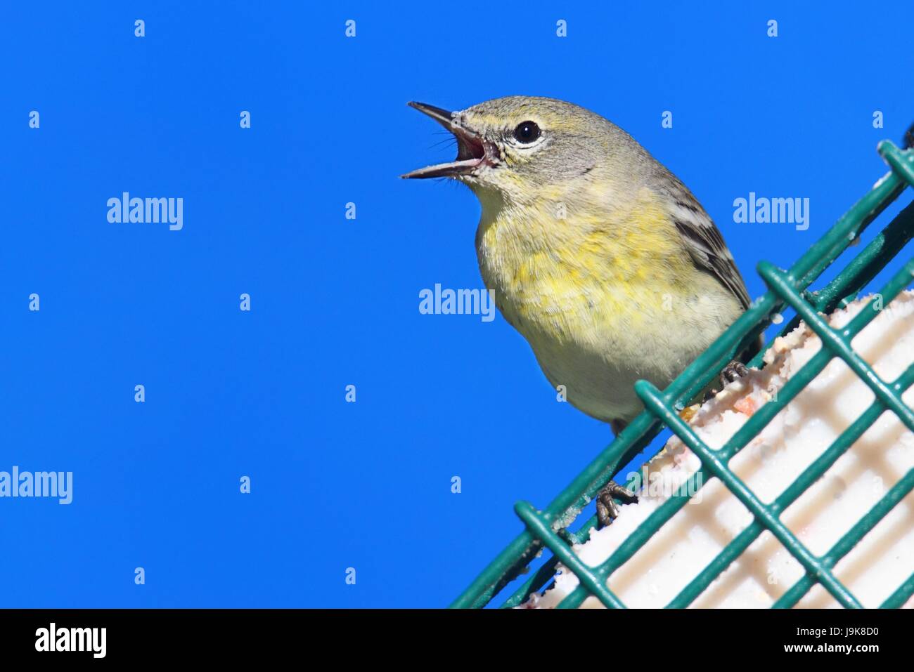 Vogel, Wild, Wild, Natur, blau, Tier, Vogel, Wild, Vögel, Wildtiere, Stockfoto