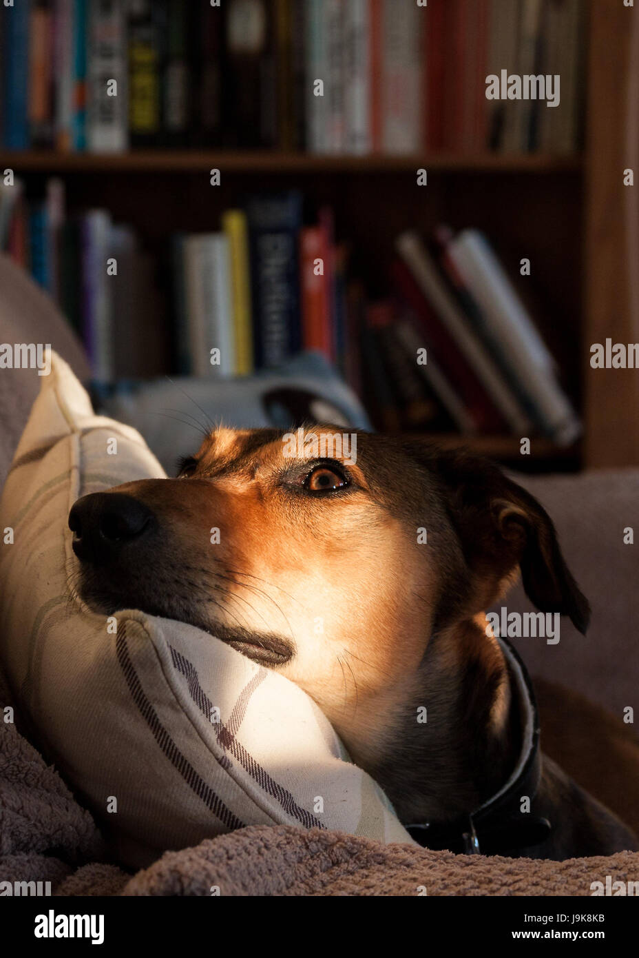 Lurcher Hund entspannen in einem Schacht des Sonnenlichts, den Kopf auf einem Kissen ruht, auf einem Sofa liegend Stockfoto