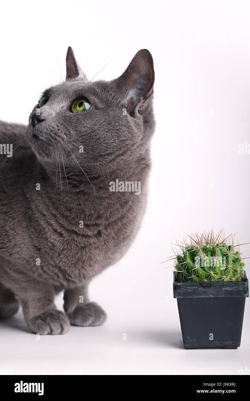 neugierige Katze inspiziert Kaktus Stockfoto