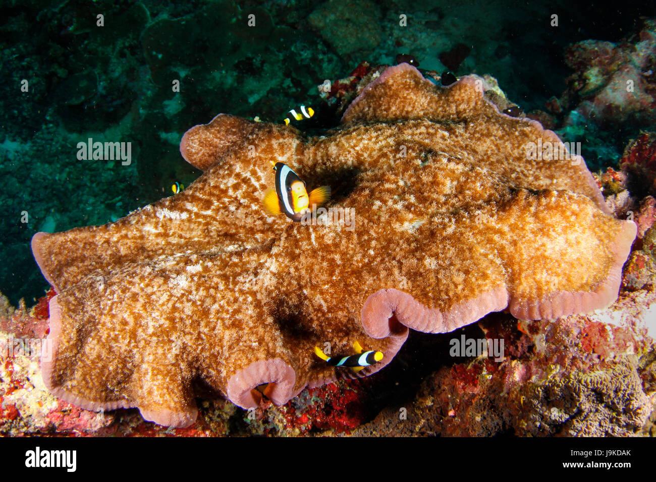 Ein Beispiel für symbiotische mutualistische Beziehungen zwischen einer Familie von Clownfischen und einer Teppich-Anemone sind üblicherweise in Andaman Sea, Thailand Stockfoto