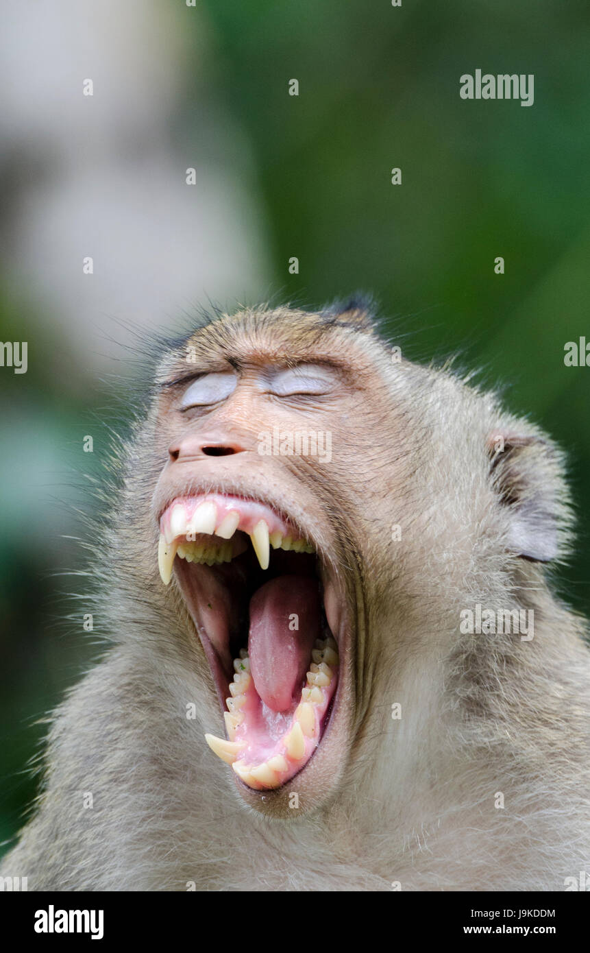 Ein Porträt des einsamen Erwachsenen Krabbe-Essen Makaken (Macaca Fascicularis) oder Long-tailed Macaque Gähnen mit aus scharfen Zähnen in Thailand Stockfoto