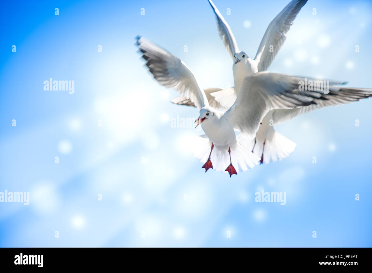 Bewegungsunschärfe Silhouette Taube fliegen mit Flügeln in der Luft über blauen Himmel gegen gelbe warme Strahl Lay, Frieden und Freiheit-Konzept Stockfoto