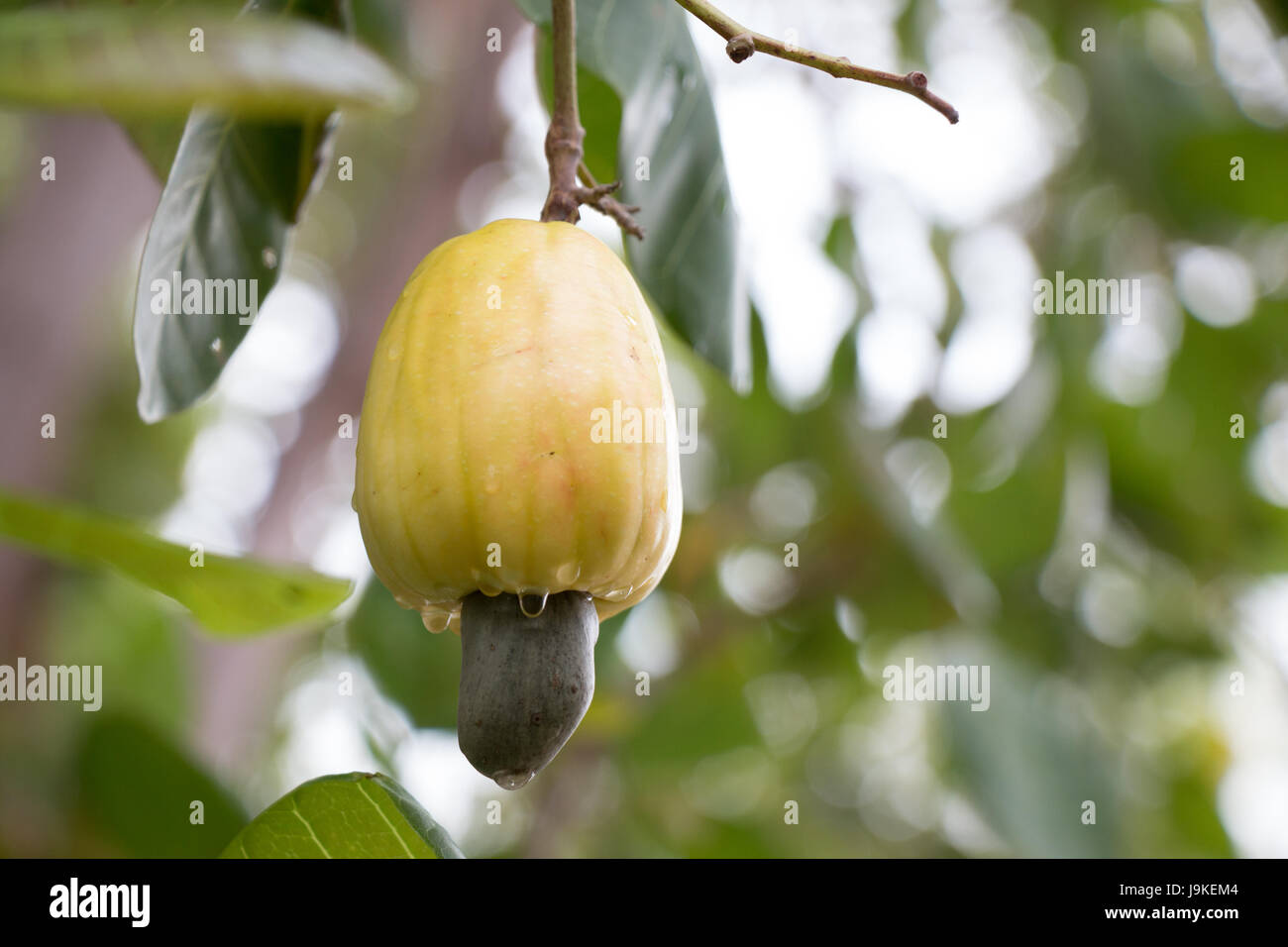 gelb grün Cashew-Frucht am Baum hängen, nach Regen. (Cashewapfel, Anacardium Occidentale) Stockfoto