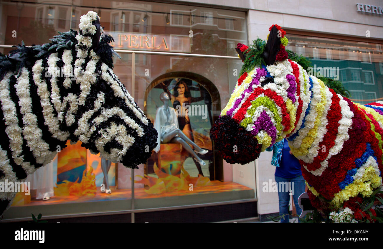Zwei Blumen Zebras, La Perla Beitrag zur Chelsea In Bloom, Sloane Street, London, Vereinigtes Königreich Stockfoto