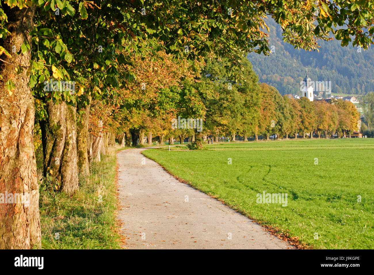 Avenue, Tirol, Kastanienbaum, Straße, Weg, Natur, Stamm, Kastanie, fallen, Stockfoto