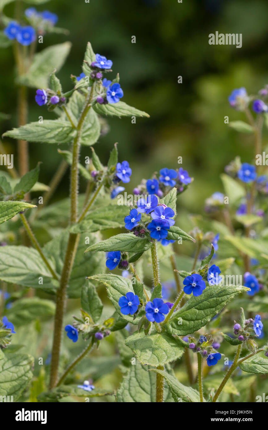 Leuchtend blaue Blüten der britischen einheimischen Wildblume, Pentaglottis sempervirens, der grünen Alkanet Stockfoto