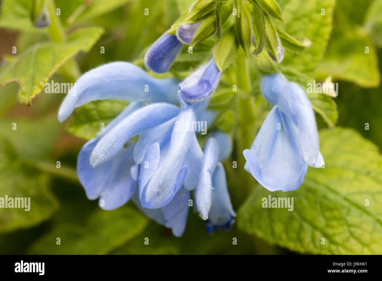 Hellblauen Blüten des half-hardy ornamentalen Salbei, Salvia Patens "Patio himmelblau" Stockfoto