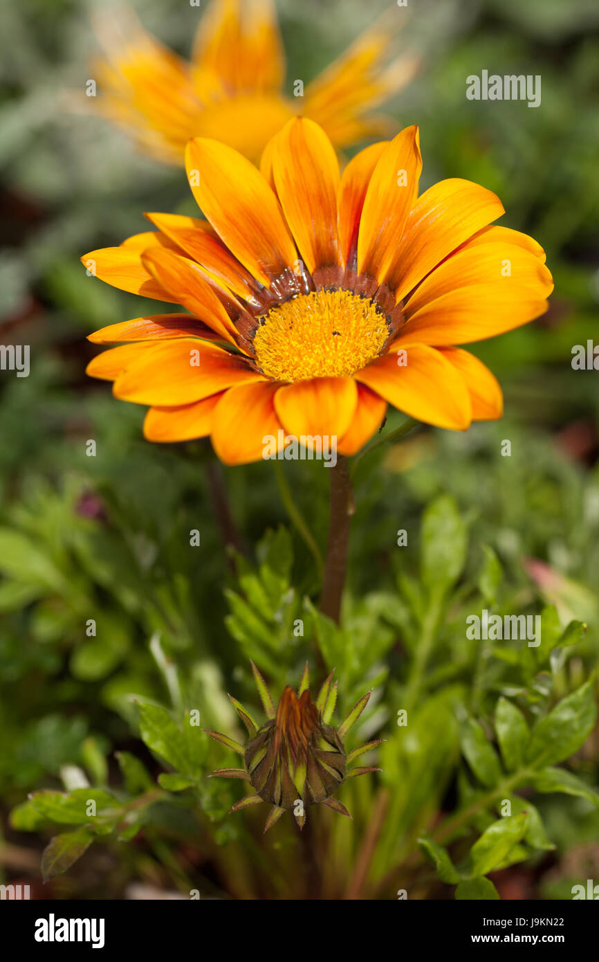 Gazanien Gazoo, gelbe Daisy Blume Stockfoto