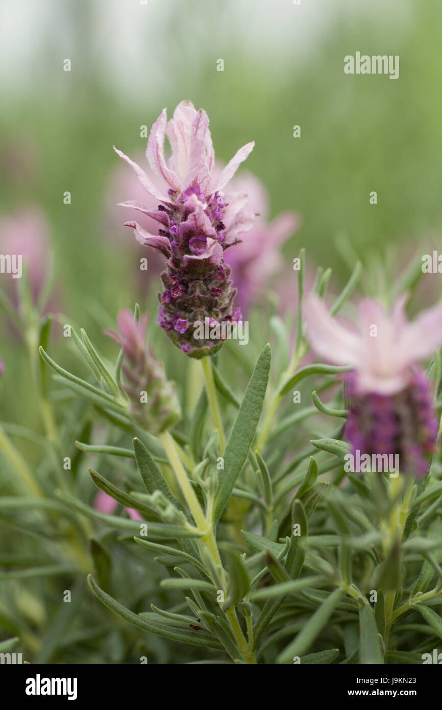 Lavandula Rüschen Erdbeere. Große rosa Blume Stockfoto