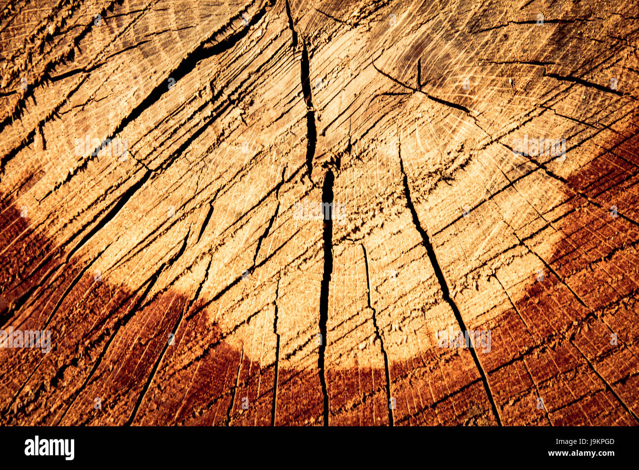 Hintergrund aus Holz Textur - rissige Baum Stump closeup Stockfoto