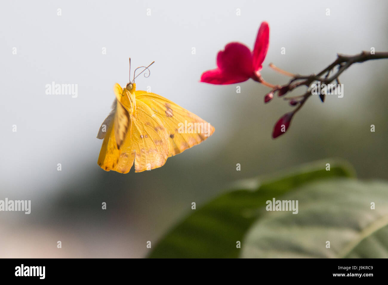 Gelben Schmetterling auf rote Blume Stockfoto