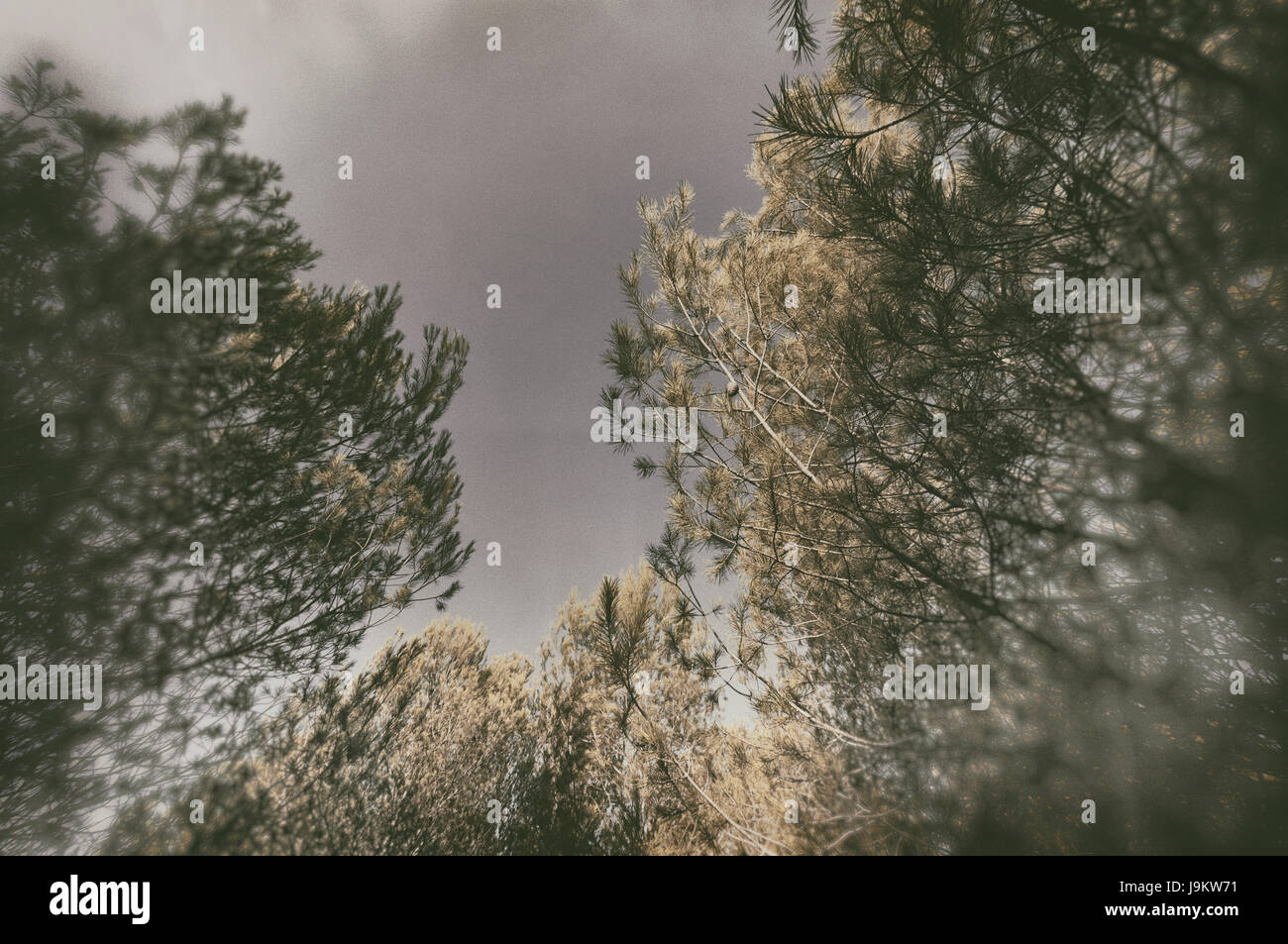 Waldlandschaft Stockfoto