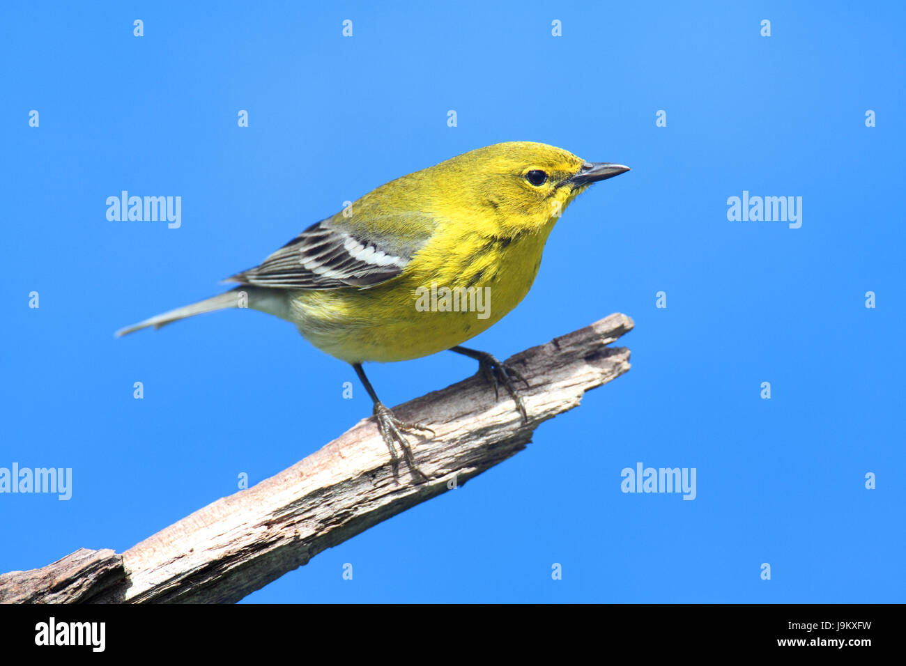 Vogel, Wild, Wild, Natur, blau, Tier, Vogel, Fauna, Wild, Vögel, Flügel, Stockfoto