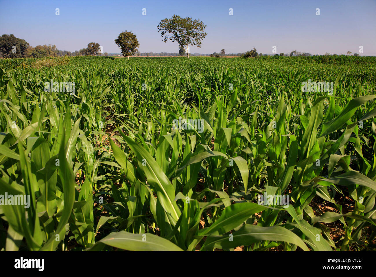 Mais-Ernte, Bastar, Chhattisgarh, Indien, Asien Stockfoto