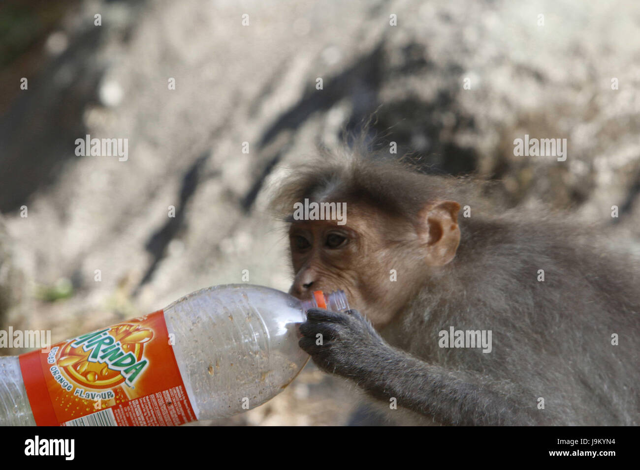 Affe hält kaltes Getränk Flasche Thekkady, Kerala, Indien, Asien Stockfoto