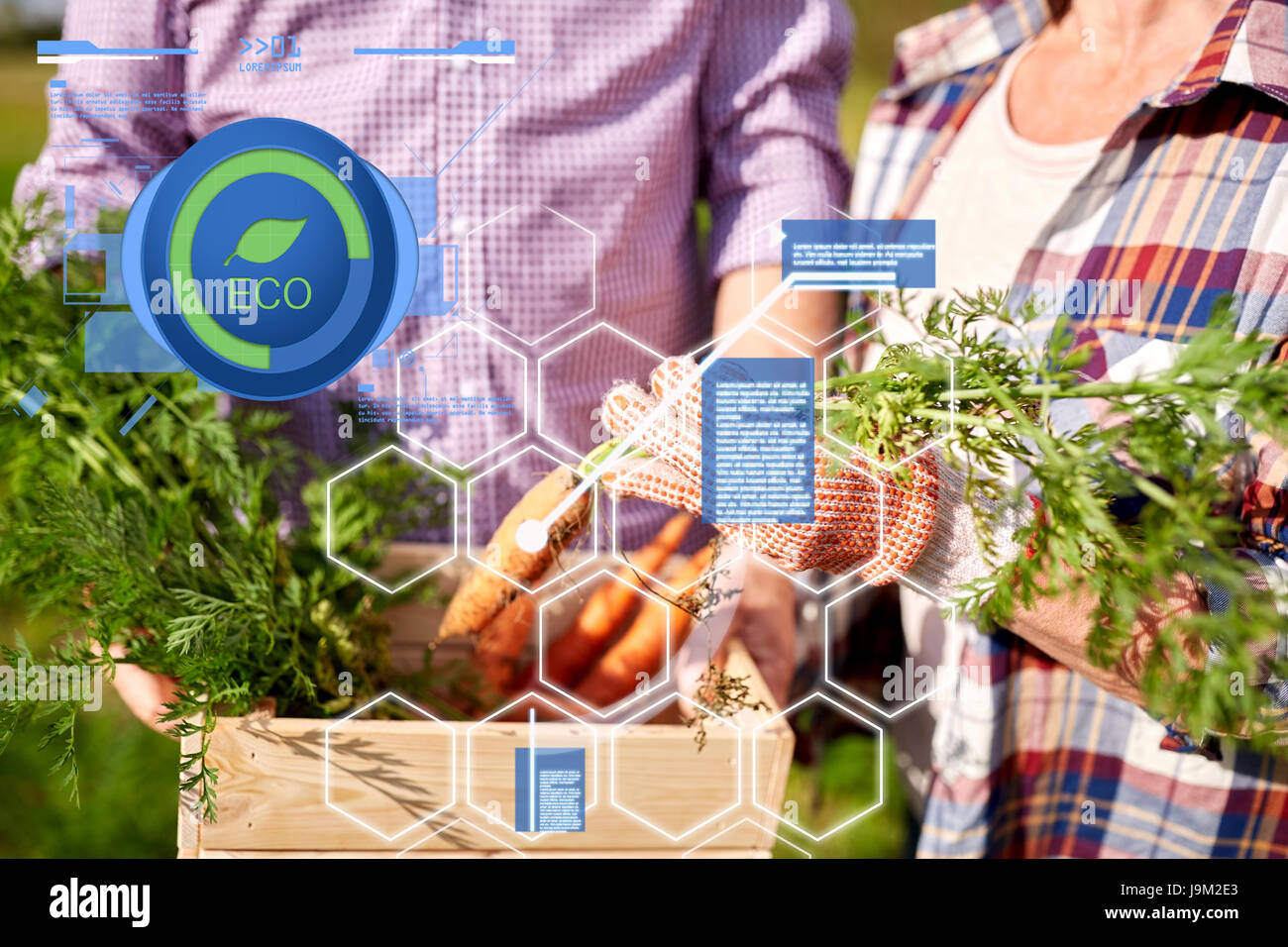 Älteres Paar mit Box Kommissionierung Karotten auf Bauernhof Stockfoto