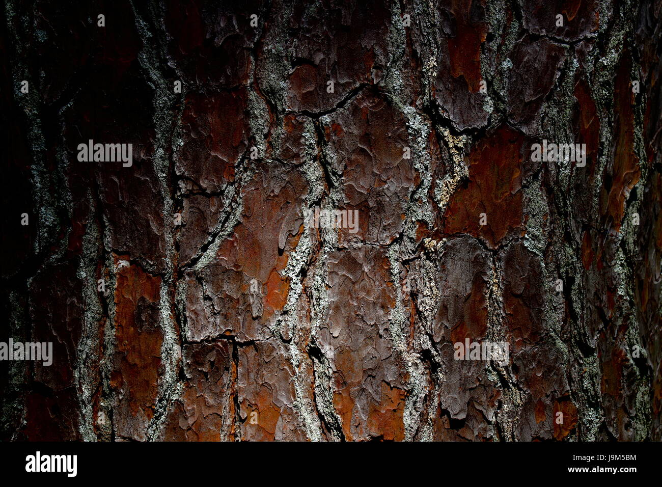 Schöne Marco Schuss von Pine Tree Bark. Stockfoto