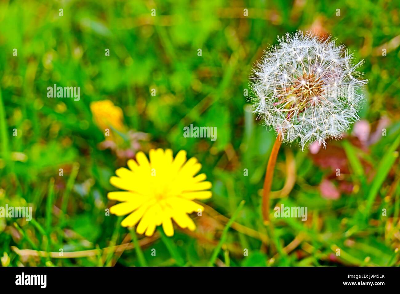 Löwenzahn Blüte und Samen Leiter in einem einzigen Bild zusammengesetzt. Stockfoto