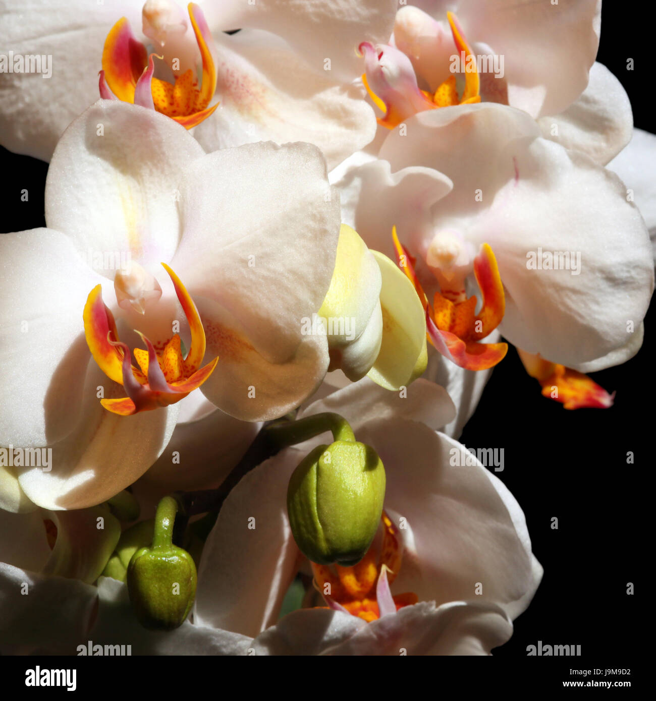 Orchidee blüht Stockfoto