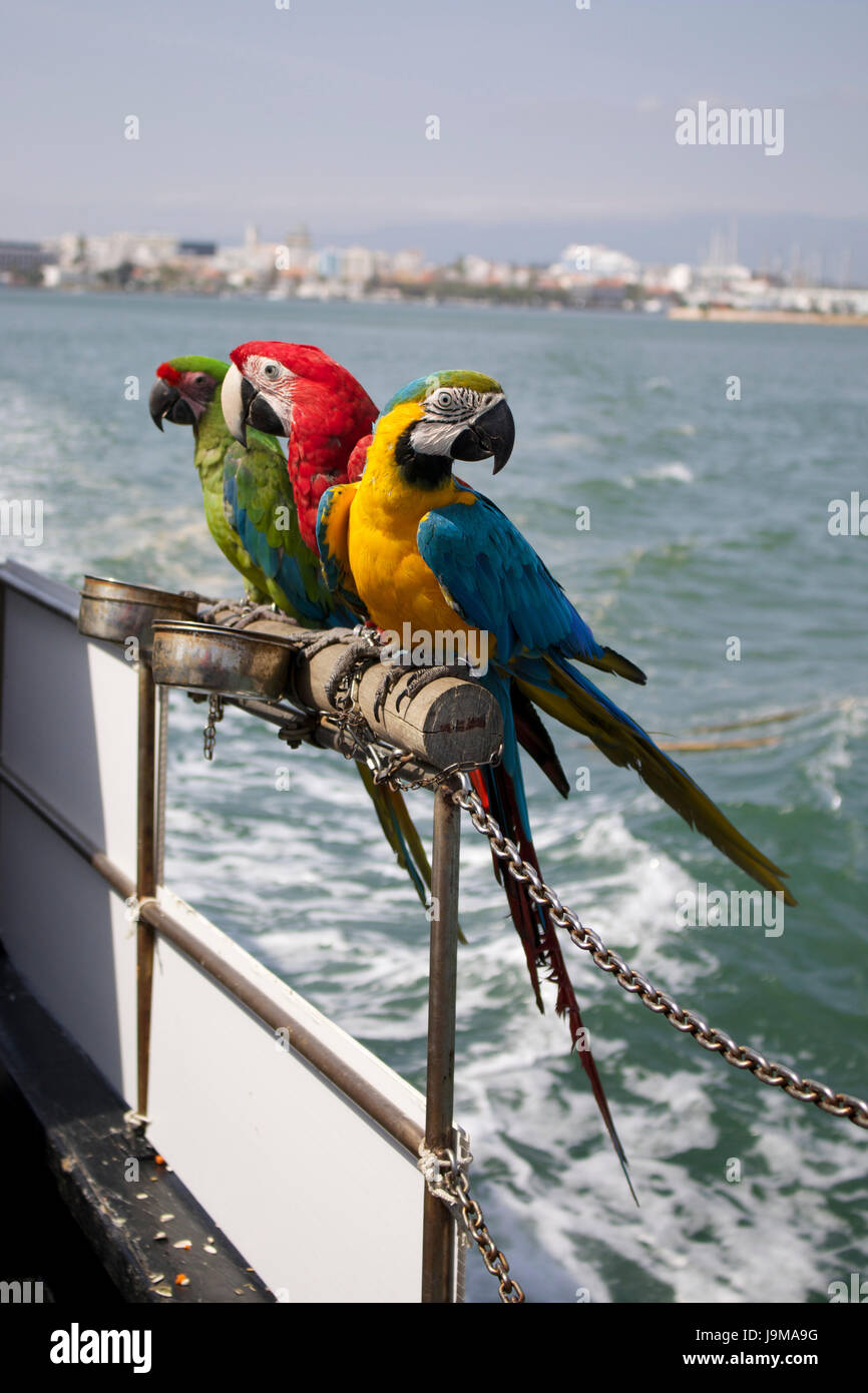 Schöne Mccaw Papageien im Ausland auf Tourismus Boot in Portugal Stockfoto