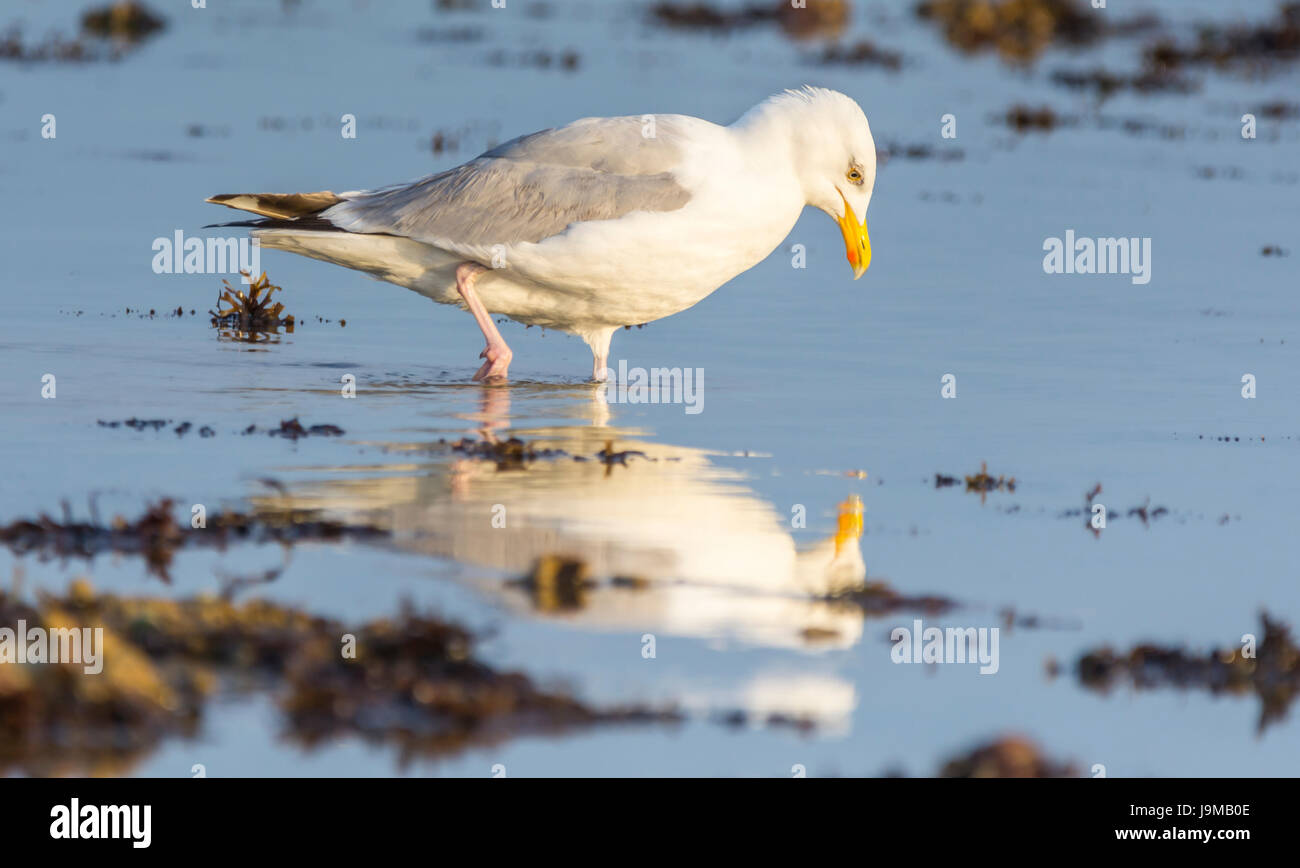 Silbermöwe, stehend auf einem Strand im flachen Wasser bei Ebbe, eigenes Spiegelbild im Wasser zu betrachten. Stockfoto