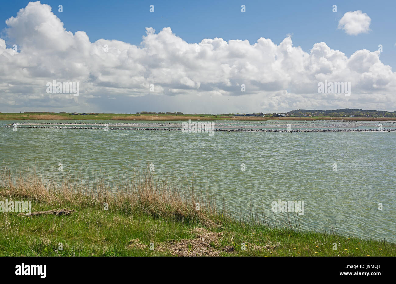 Naturschutzgebiet de Petten in den Niederlanden mit künstlich angelegten Inseln als Brutstätte für Vögel geeignet Stockfoto