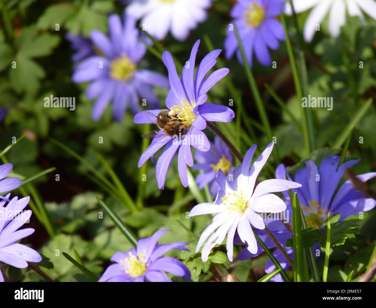 Anemony Holz. Anemone Nemorosa. Stockfoto