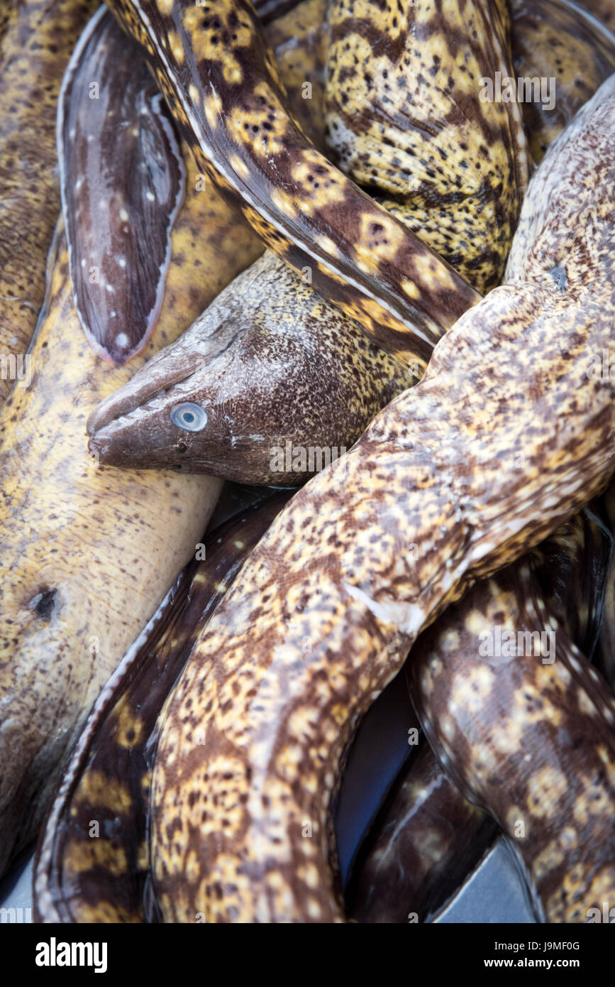 Muränen in ein Fischhändler auf einem Marktstand in Marsaxlokk Malta zu verkaufen Stockfoto