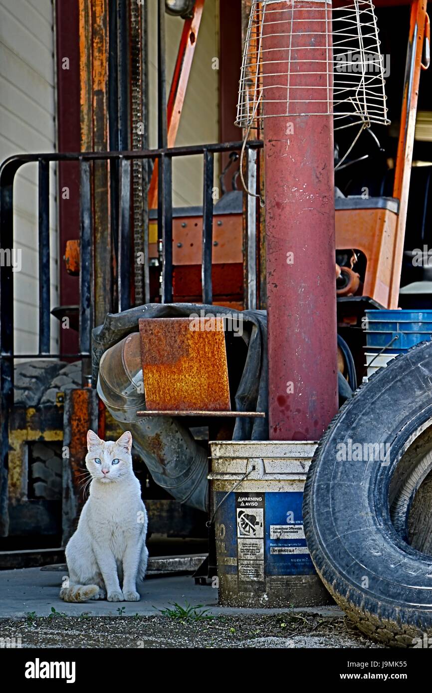 Schöne weiße Katze steht Wache in einem alten verlassenen Schrottplatz. Stockfoto