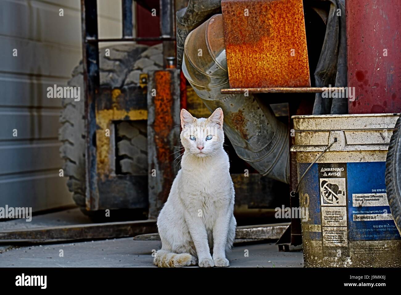 Schöne weiße Katze steht Wache in einem alten verlassenen Schrottplatz. Stockfoto