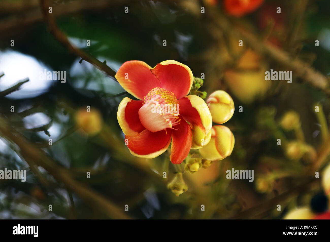Blume des Baumes Kanonenkugel. Couroupita Guianensis, bekannt von mehreren gemeinsamen Namen, einschließlich Cannonball-Baum ist ein Laubbaum in der Familie Lecy Stockfoto