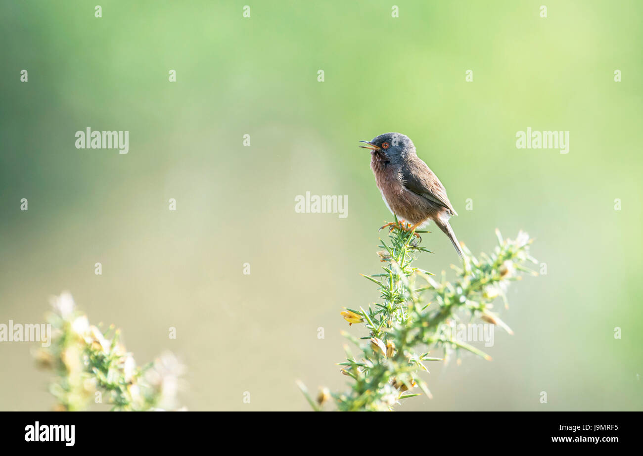 Dartford Warbler (Sylvia Undata) auf der Oberseite ein Ginster Strauch aus anrufen Stockfoto