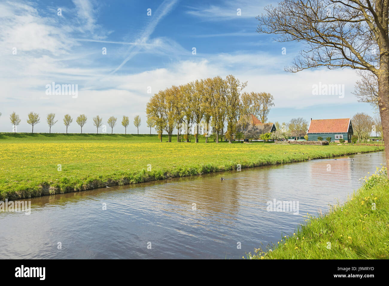 Deich mit einer Reihe von Bäumen und Bauernhaus im Beemster Polder eine Kulturlandschaft nördlich von Amsterdam, stammt aus dem frühen 17. Jahrhundert eine Stockfoto