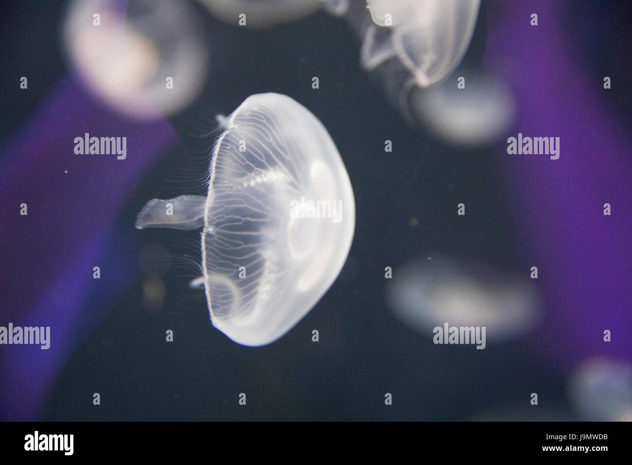 Mond-Quallen (Aurelia Golden) in London SEALIFE-Aquarium, UK. Stockfoto