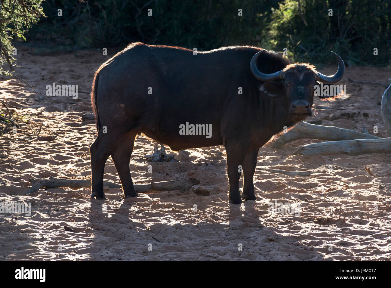 Syncerus Caffer, Namibia, Waterberg Plateau, Buffalo, Bufalo Stockfoto