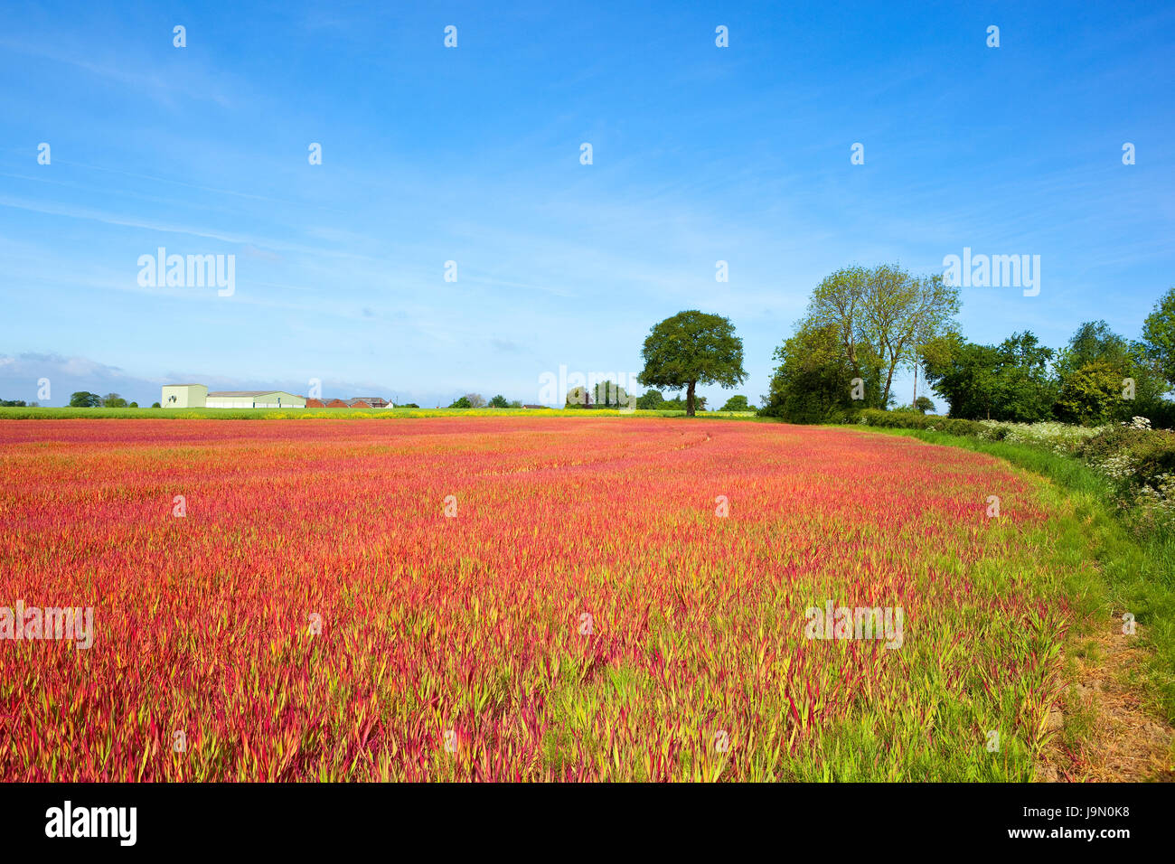 geschwungene Hecken und Bäume in der Nähe ein Gebiet der japanischen Blut Rasen mit Wirtschaftsgebäuden unter blauem Himmel im Sommer in yorkshire Stockfoto