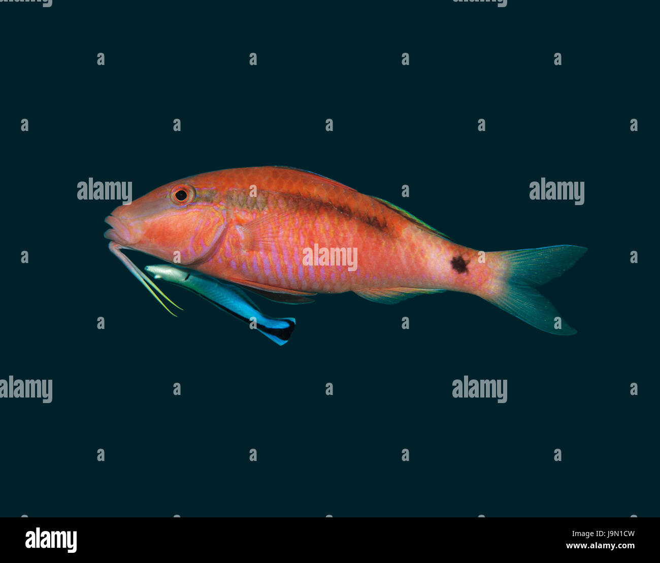 Strich-Punkt Goatfish, Parupeneus Barberinus, mit einem cleaner Wrasse, Labraoides Dimidiatus, auf den Malediven Stockfoto