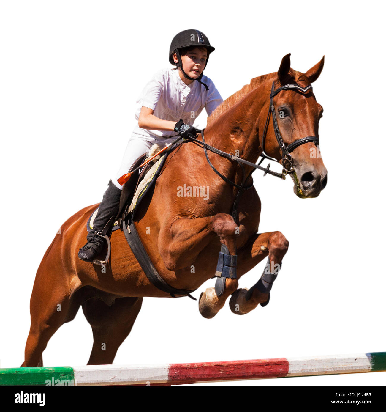 Reiterin auf Bucht Pferd im springen zeigen, isoliert auf weißem Hintergrund. Stockfoto