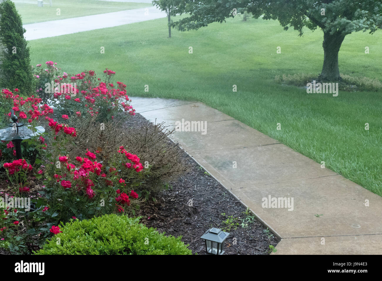 Gewitter und strömendem Regen nach unten auf Rose Garten Landschaftsbau Stockfoto