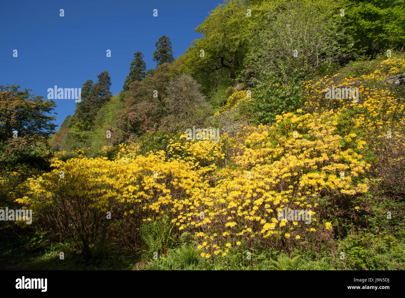 Azaleen in voller Blüte bei Plas Tan y Bwlch Gärten in der Nähe von Maentwrog in Snowdonia, North Wales, UK. Stockfoto