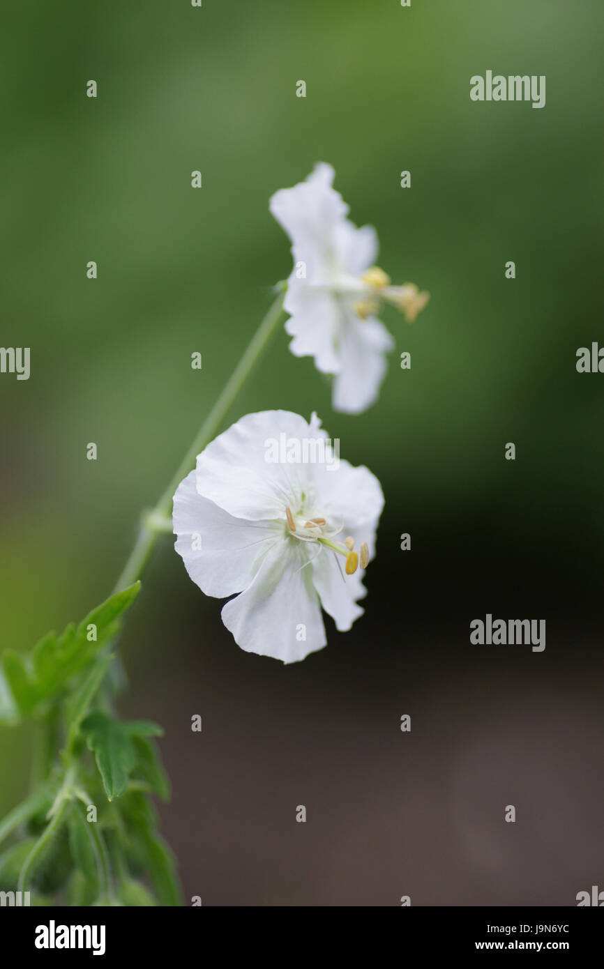 Geranium Phaeum 'Album' Stockfoto